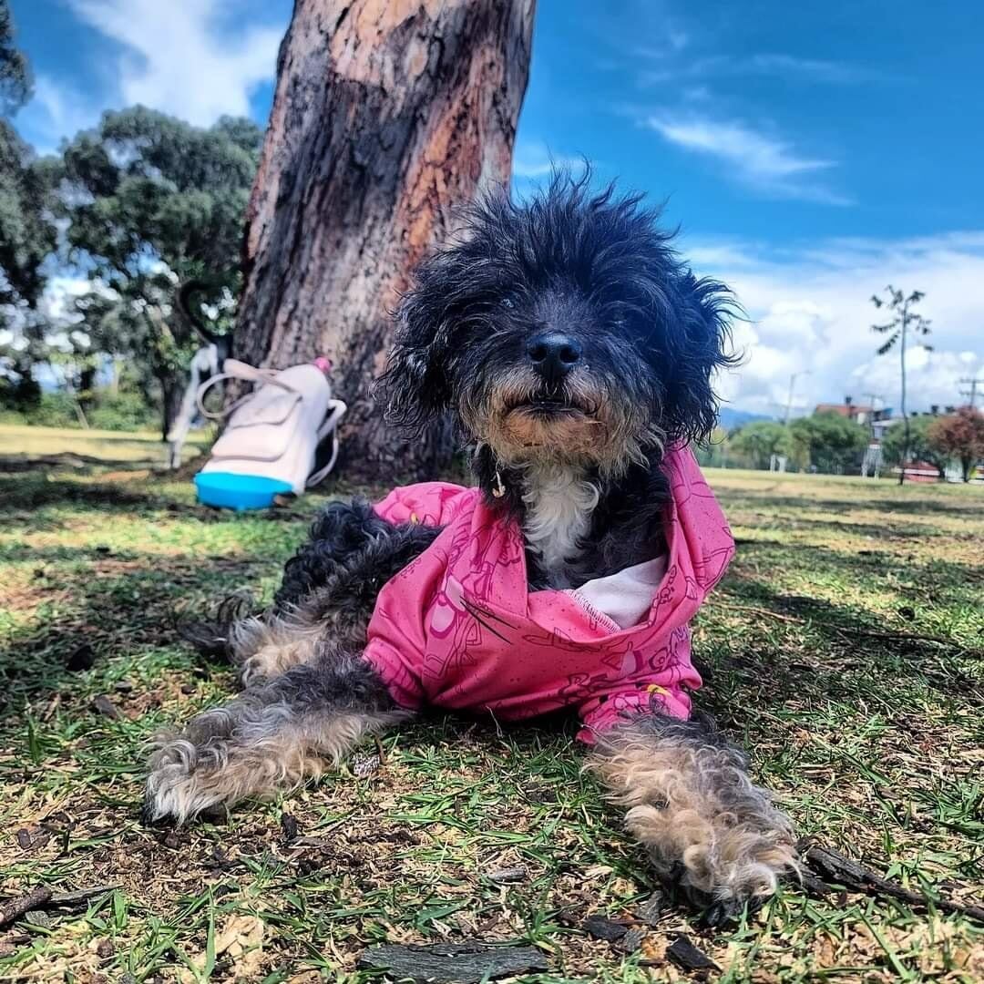 Muñeca, perrita desaparecida