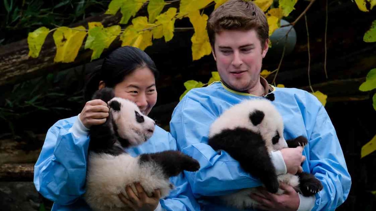 Dos cuidadores llevan a los cachorros de panda Bao Mei y Bao Di durante una ceremonia para revelar sus nombres. Foto: AFP