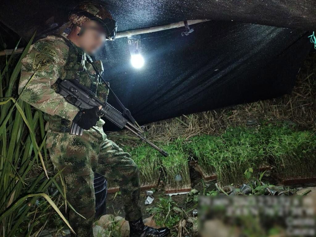 Centros de acopio de marihuana en el Cauca.