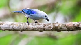 La biodiversidad es uno de los mayores atractivos turísticos de Pereira. En la región es posible avistar especies como la tangara, un colorido ejemplar que cautiva a los amantes de las aves.