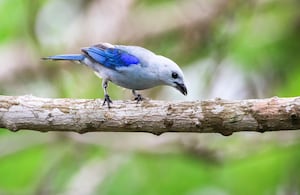 La biodiversidad es uno de los mayores atractivos turísticos de Pereira. En la región es posible avistar especies como la tangara, un colorido ejemplar que cautiva a los amantes de las aves.