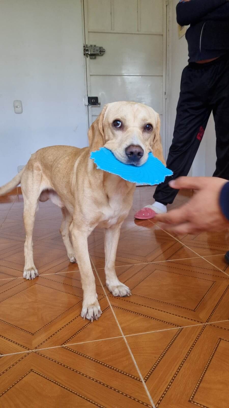 Mona fue rescatada en el barrio Altamira de San Cristóbal.