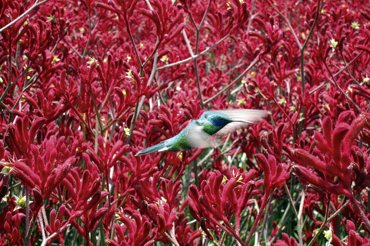 Foto: Jacqueline Valenzuela Rian~o