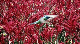 Foto: Jacqueline Valenzuela Rian~o