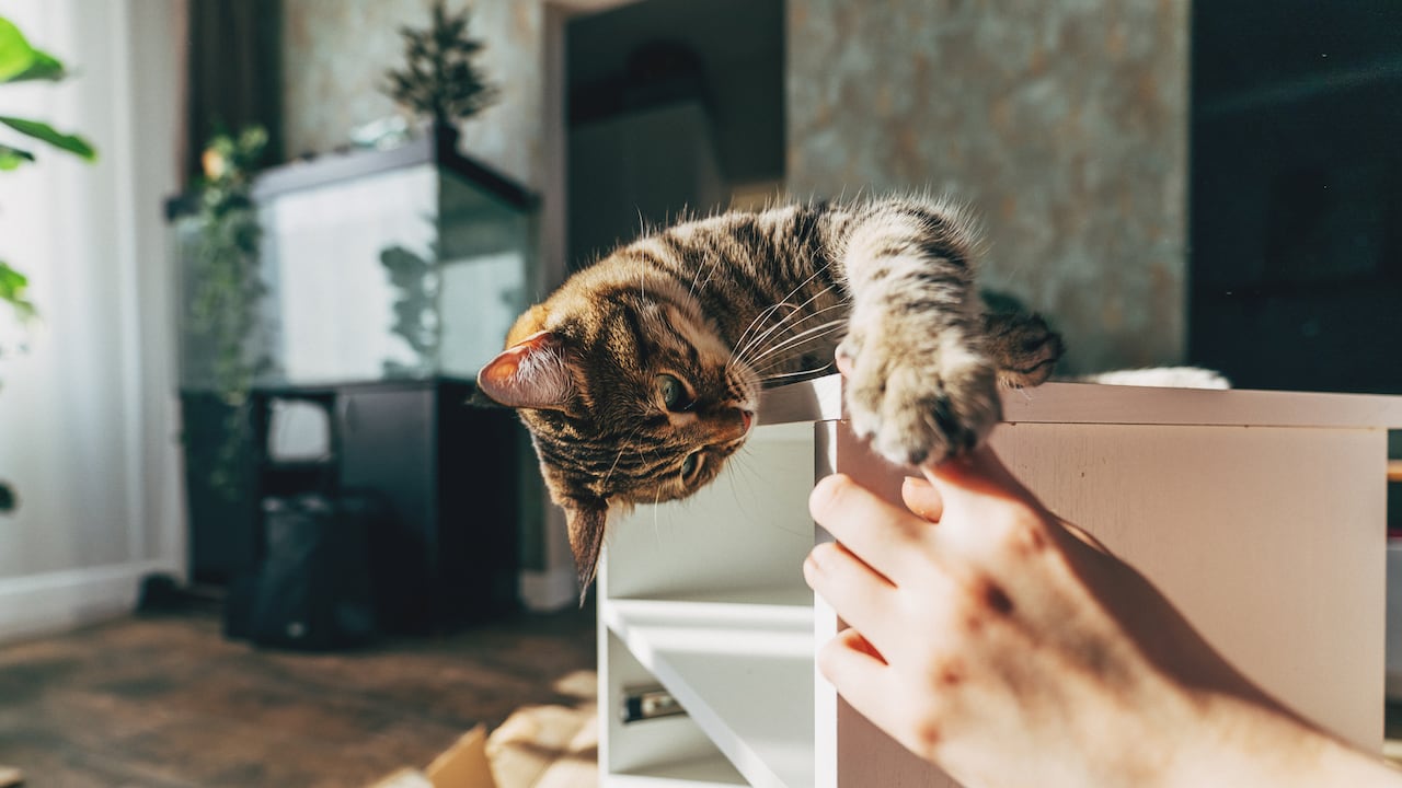 Los gatos suelen morder y arañar por varias razones.