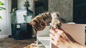 Gato