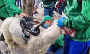 Miembros de la Alcaldía de Bogotá realizaron la inspección del animal.