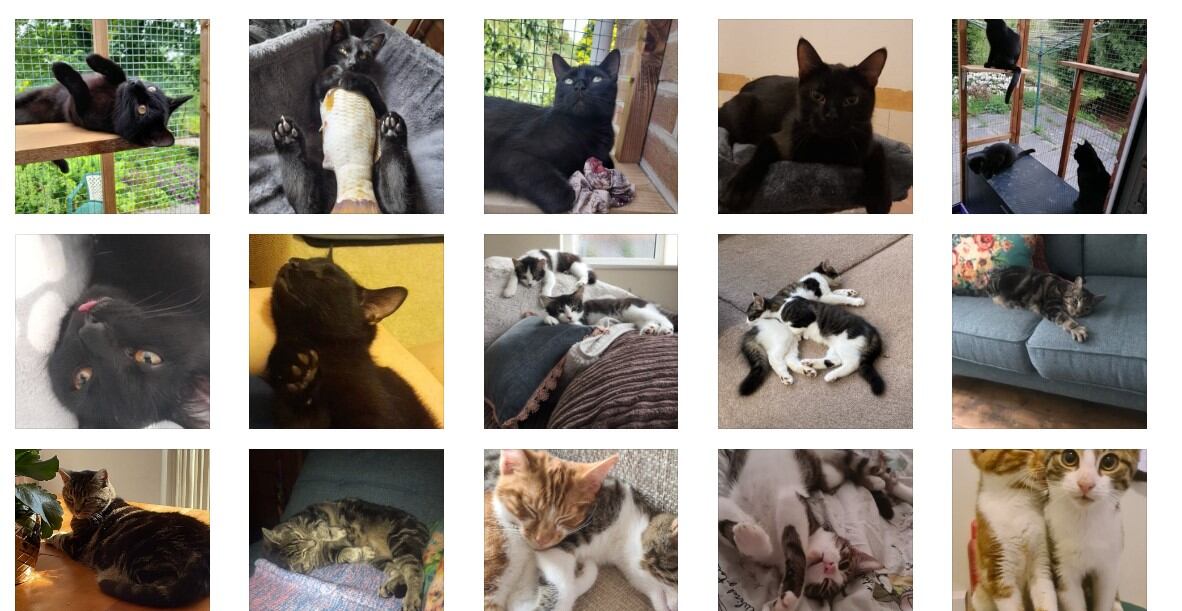 La fundación Carla Lane Animals in Need ayuda a los animales a encontrar un hogar