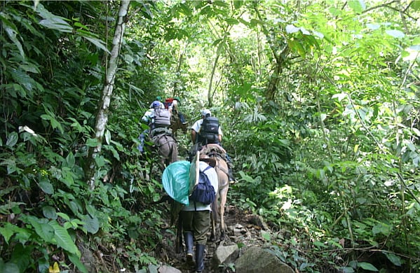 Las mulas son las únicas que logran subir la montaña que lleva hasta El Aro. Son cuatro horas de trocha y dos más en canoa por el río Cauca, al norte de Antioquia.