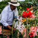 Cronograma oficial Feria de las Flores 2026 en Medellín.