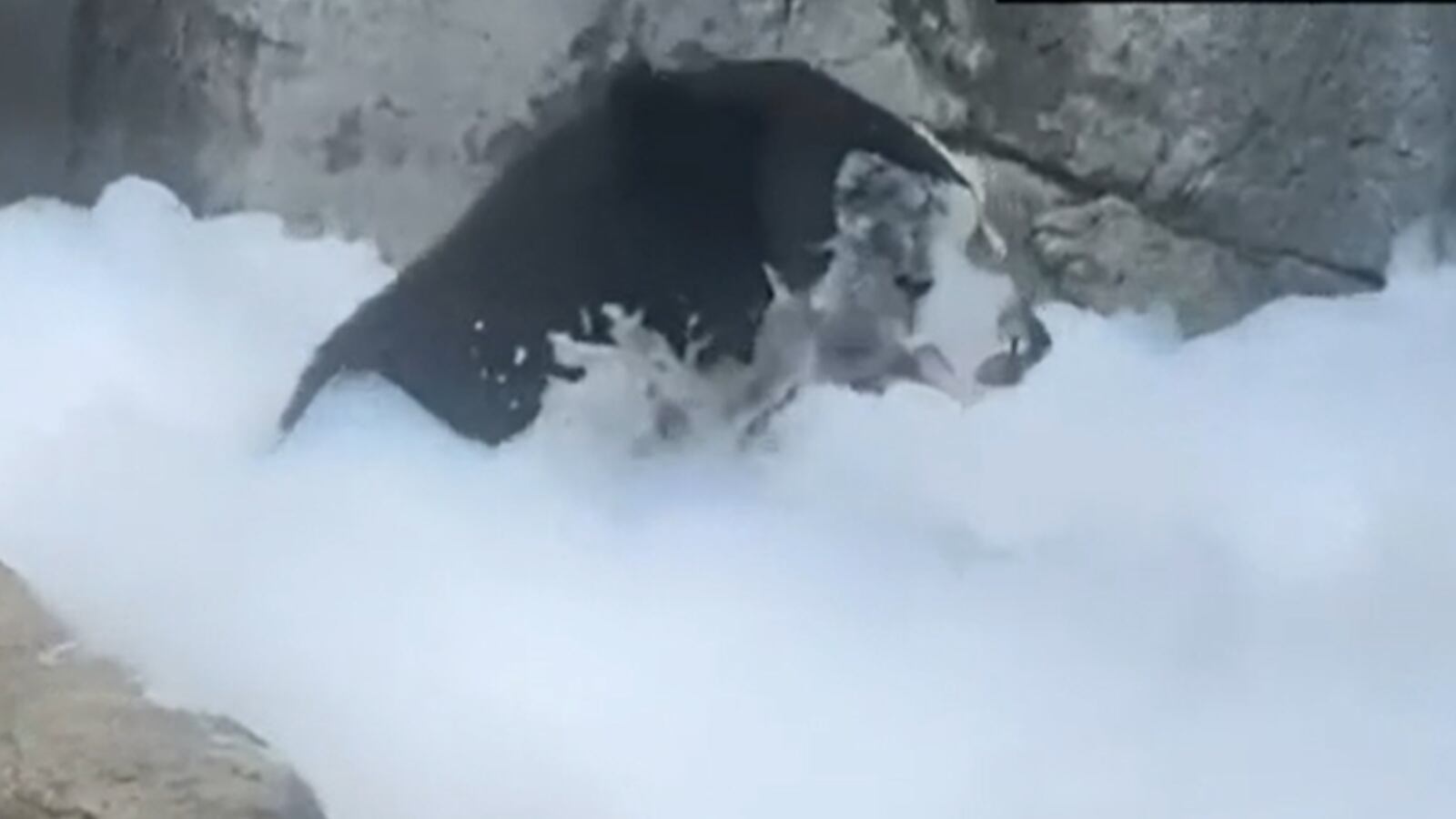 El curioso momento ha sido tendencia en las plataformas digitales.