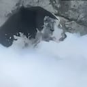 El curioso momento ha sido tendencia en las plataformas digitales.