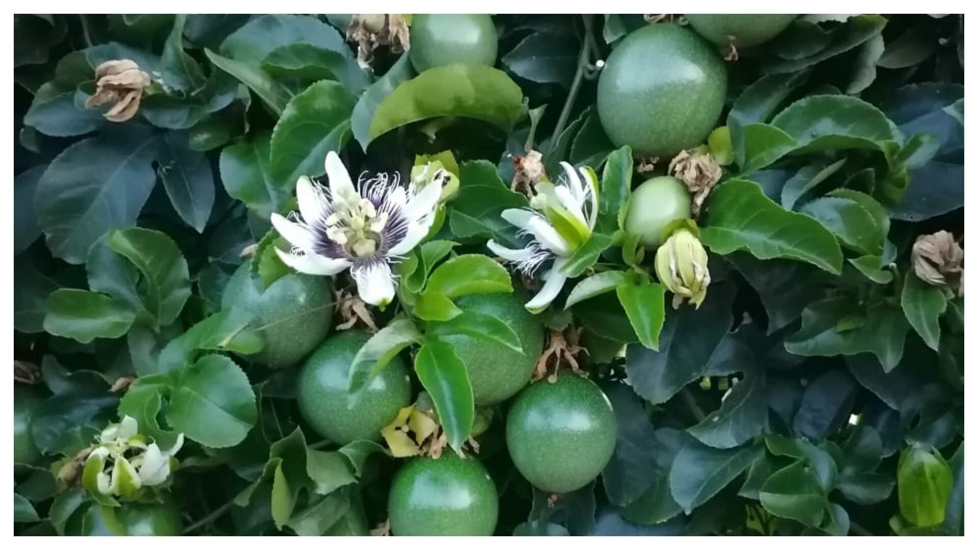 Al crédito pueden acceder jóvenes recién egresados de carreras técnicas o tecnológicas del sector agroindustrial.