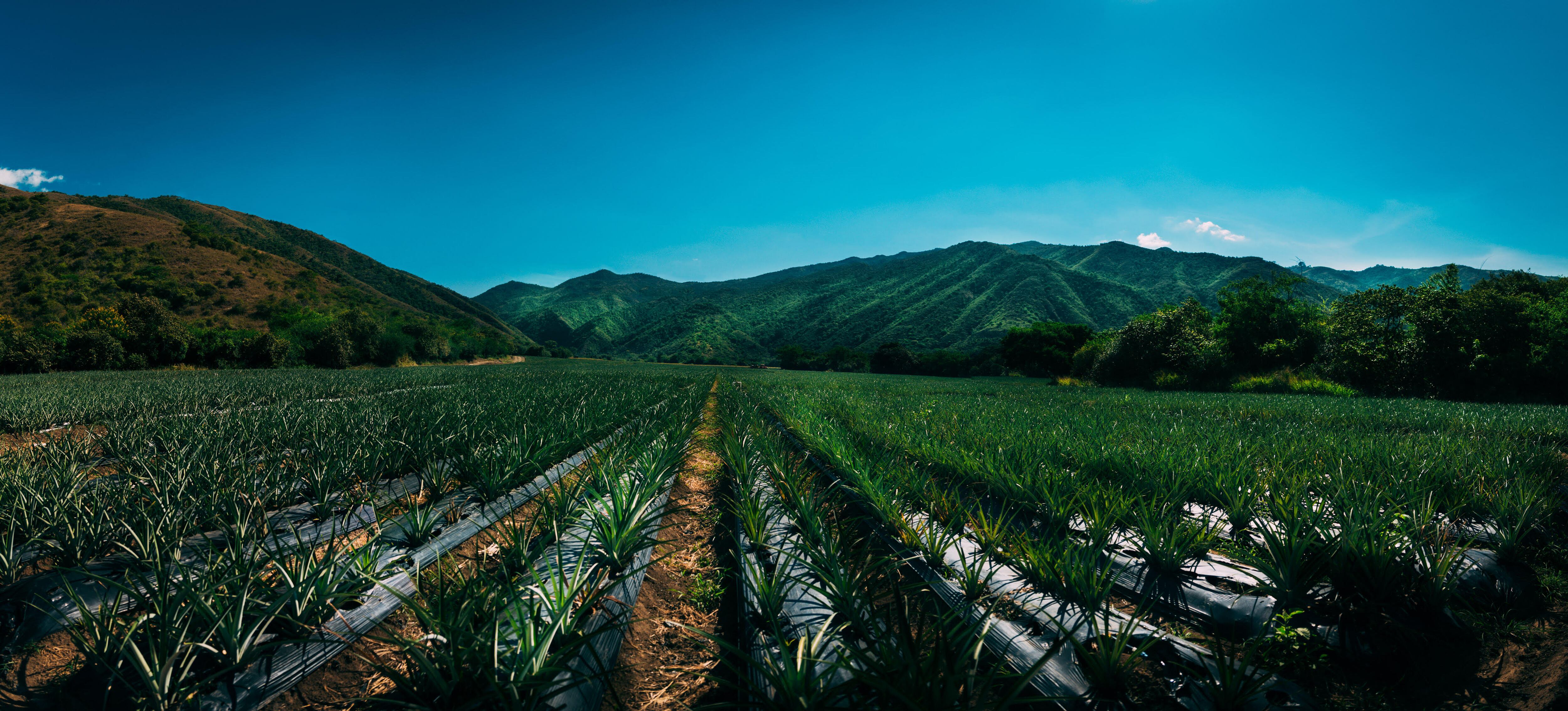 Plantación de Managro en Colombia