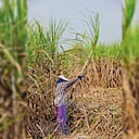 NO USAR, USO EXCLUSIVO MEJOR COLOMBIA, Especial Pacífico, Caña