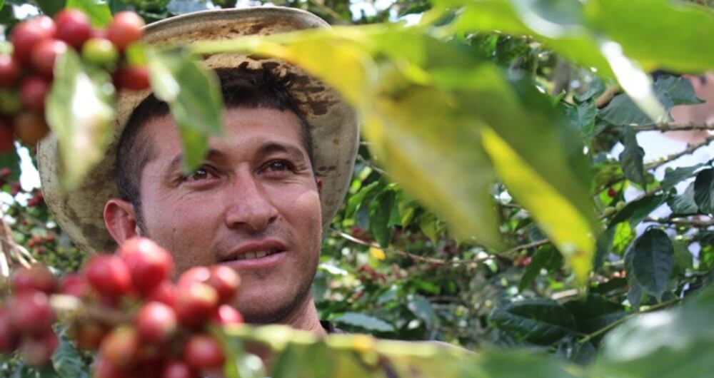 El cultivo del café es el principal ingreso para miles de caficultores en el país.