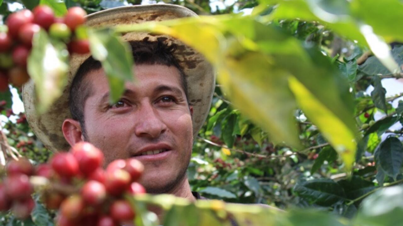 El Plan Nescafé lleva diez años beneficiando a los caficultores de distintos departamentos.