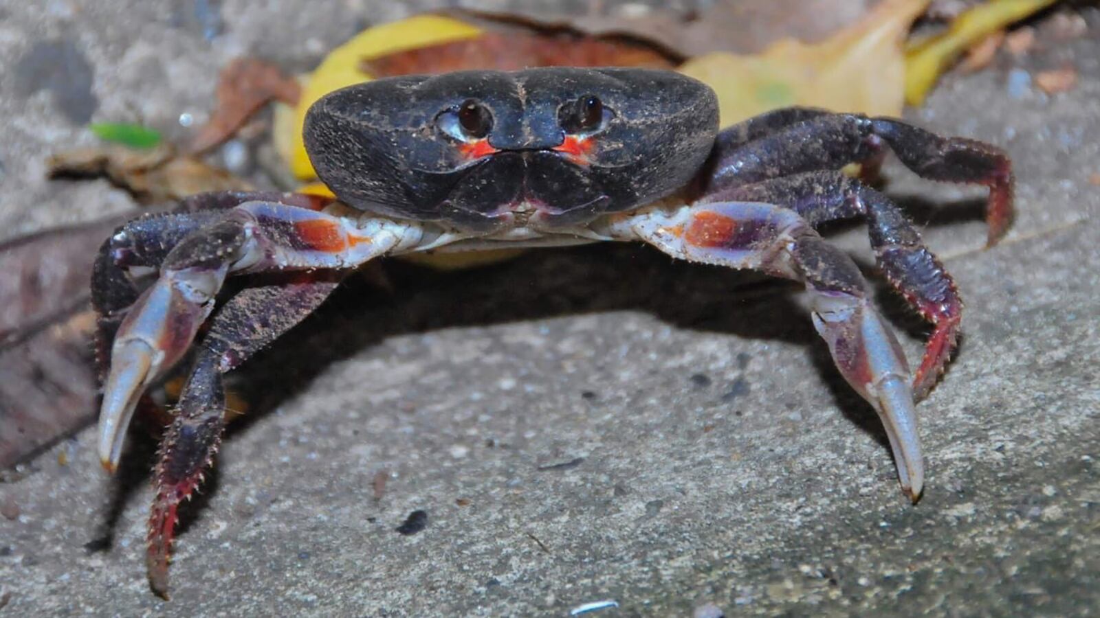 Una asociación compuesta por 20 mujeres lucha por preservar esta especie que para los habitantes de la isla constituye un patrimonio invaluable y les da esperanza tras el paso del huracán.