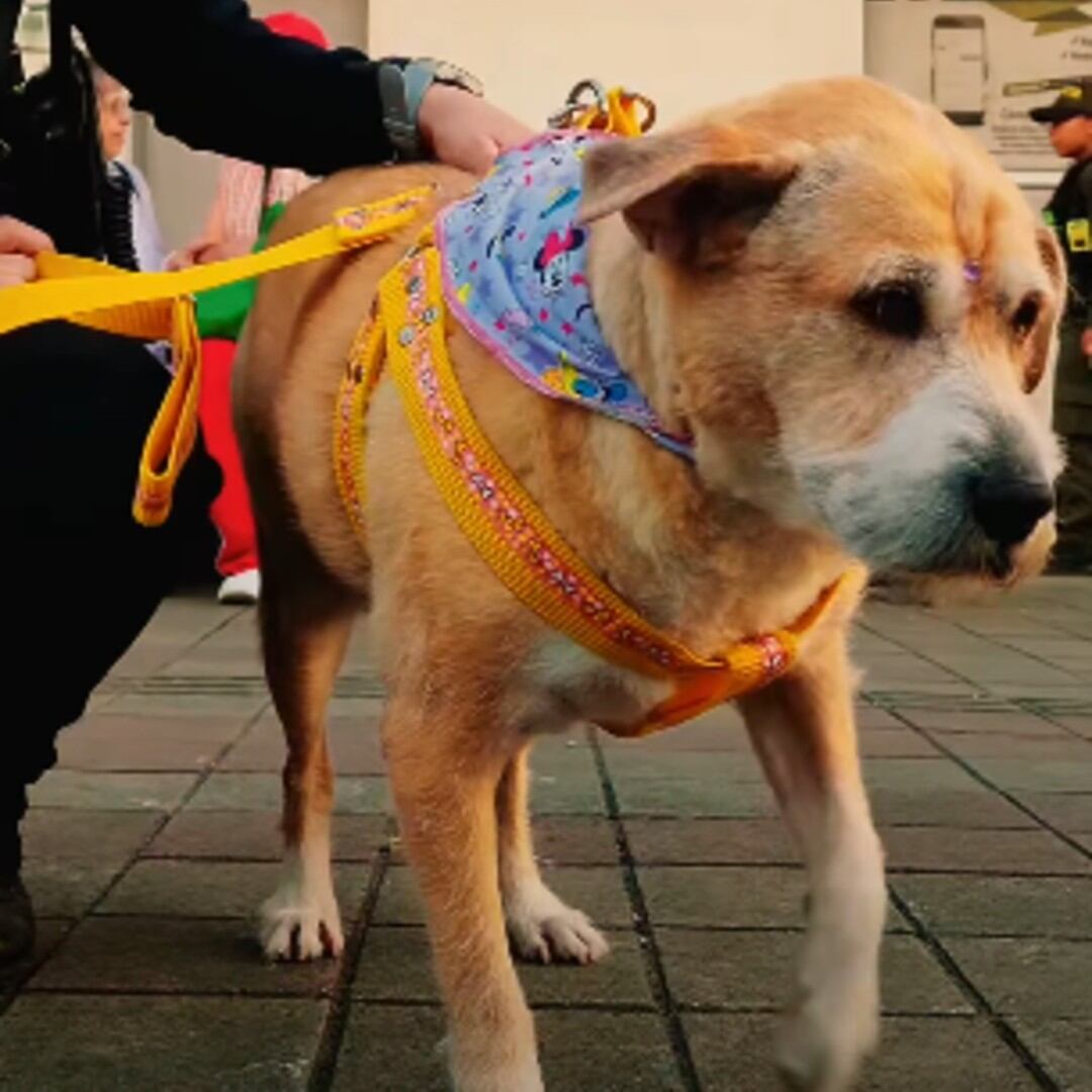 Chela fue sometida a una valoración médico-veterinaria completa.