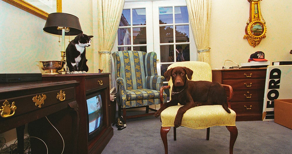 Socks, el gato, y Buddy, el labrador, fueron los acompañantes de la familia Clinton en la Casa Blanca. Por orden de sus propietarios y debido a las diferencias entre ellos debían permanecer separados para evitar cualquier tipo de percance.