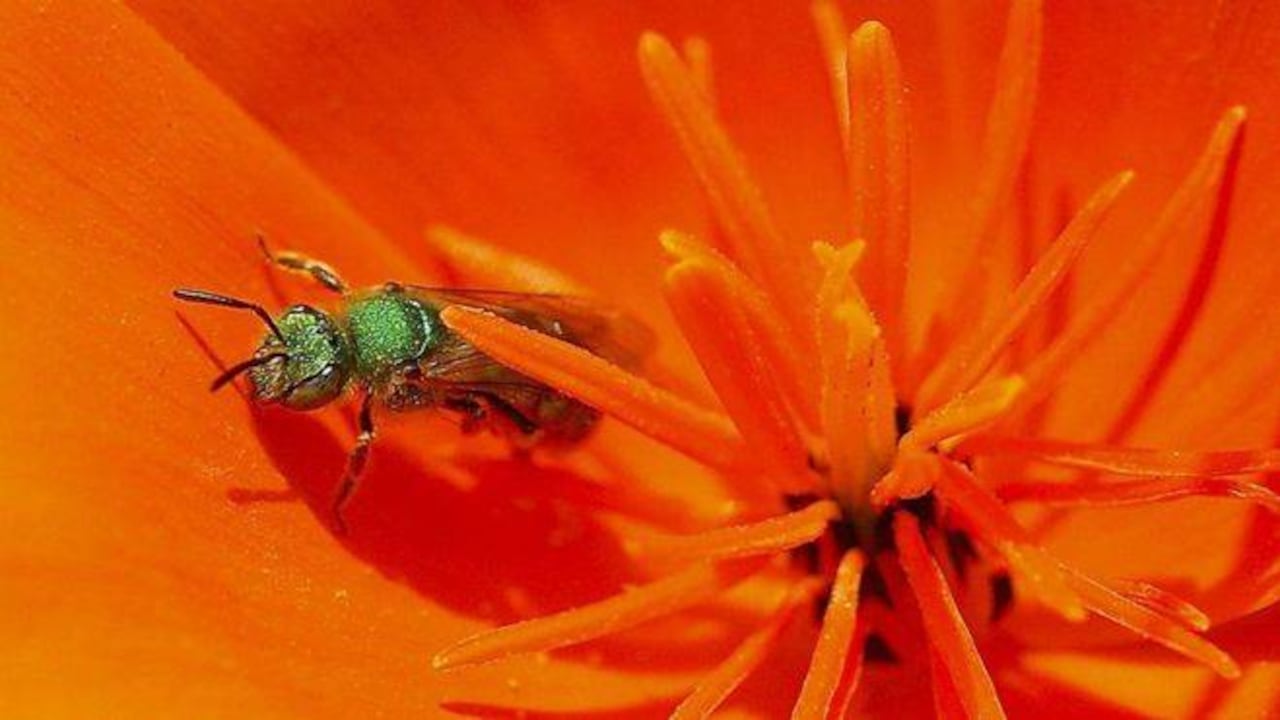 Las abejas sudoríparas se alimentan de las secreciones. Foto: Getty Images