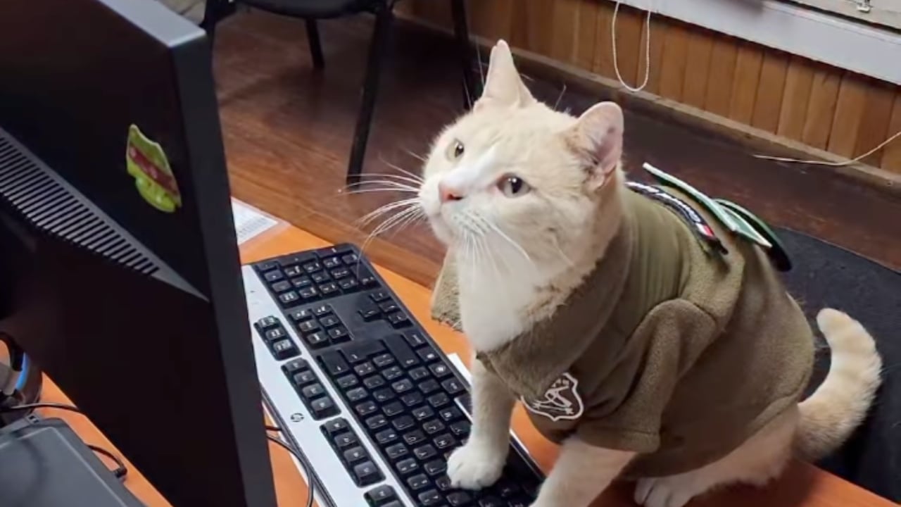 Naruto, el gato “policía” que conquista en una estación.