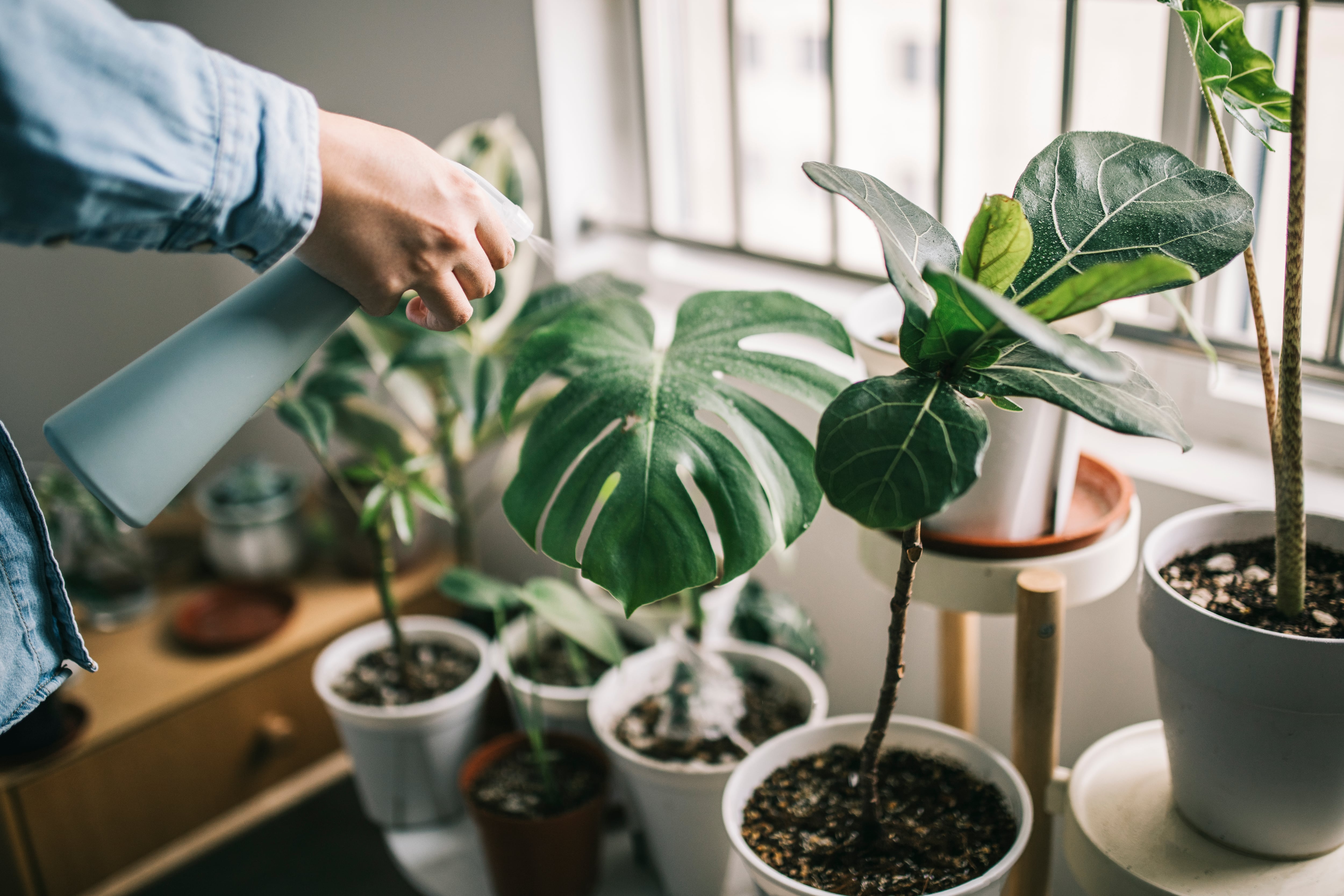 La monstera es una de las plantas de interior más populares por su apariencia exótica y porque requiere pocos cuidados.