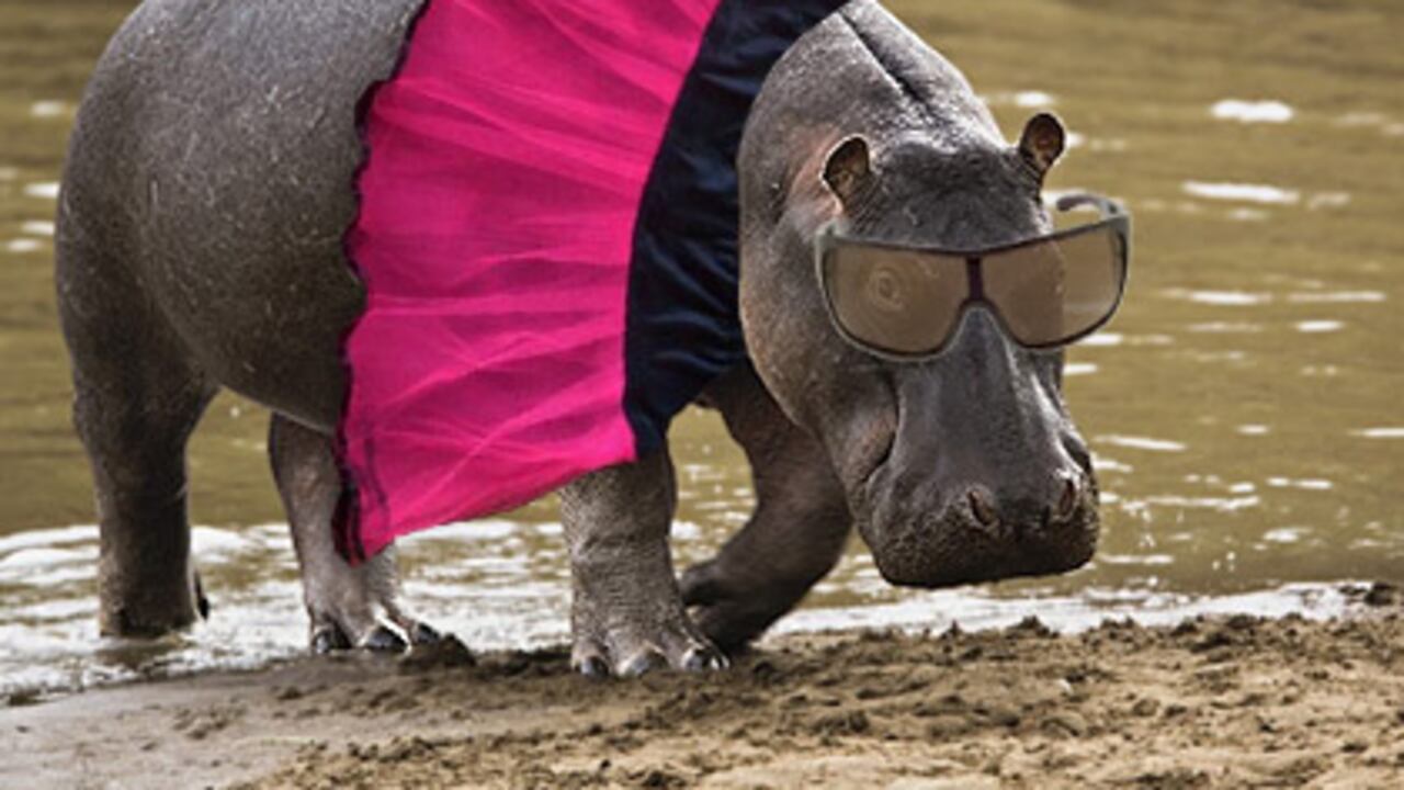 Como si lo hubiera aprendido de su dueño Escobar, el macho se hizo dominante en la hacienda Nápoles y forzó a uno que disputó su mando a huir del lugar.
