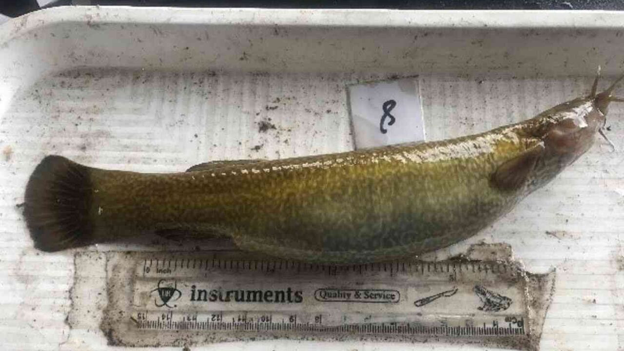 El pez Capitán de la Sabana, es una especie emblemática del río Bogotá. Foto: CAR