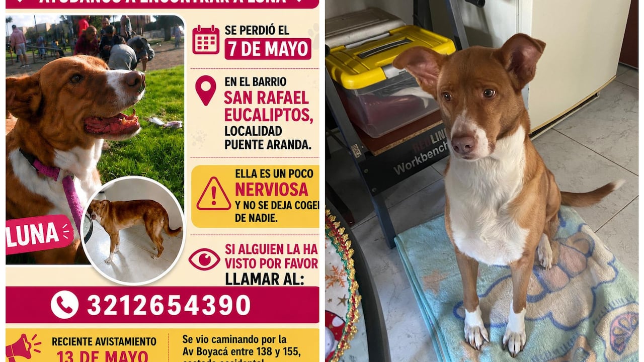 El rastro de Luna, la mascota perdida que busca su familia