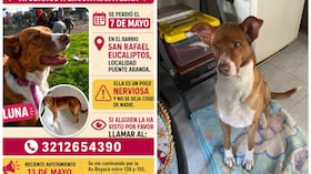 El rastro de Luna, la mascota perdida que busca su familia