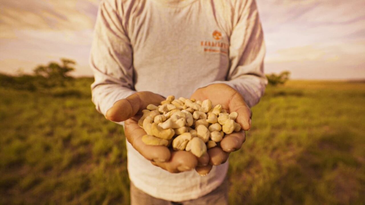 Proyecto de marañón en Vichada