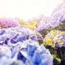 Las hortensias requieren de riego constante.