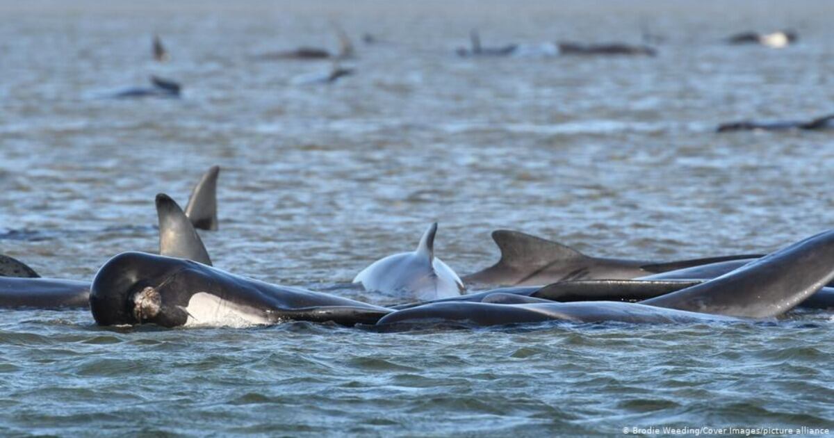 Ballenas varadas en Nueva Zelanda.