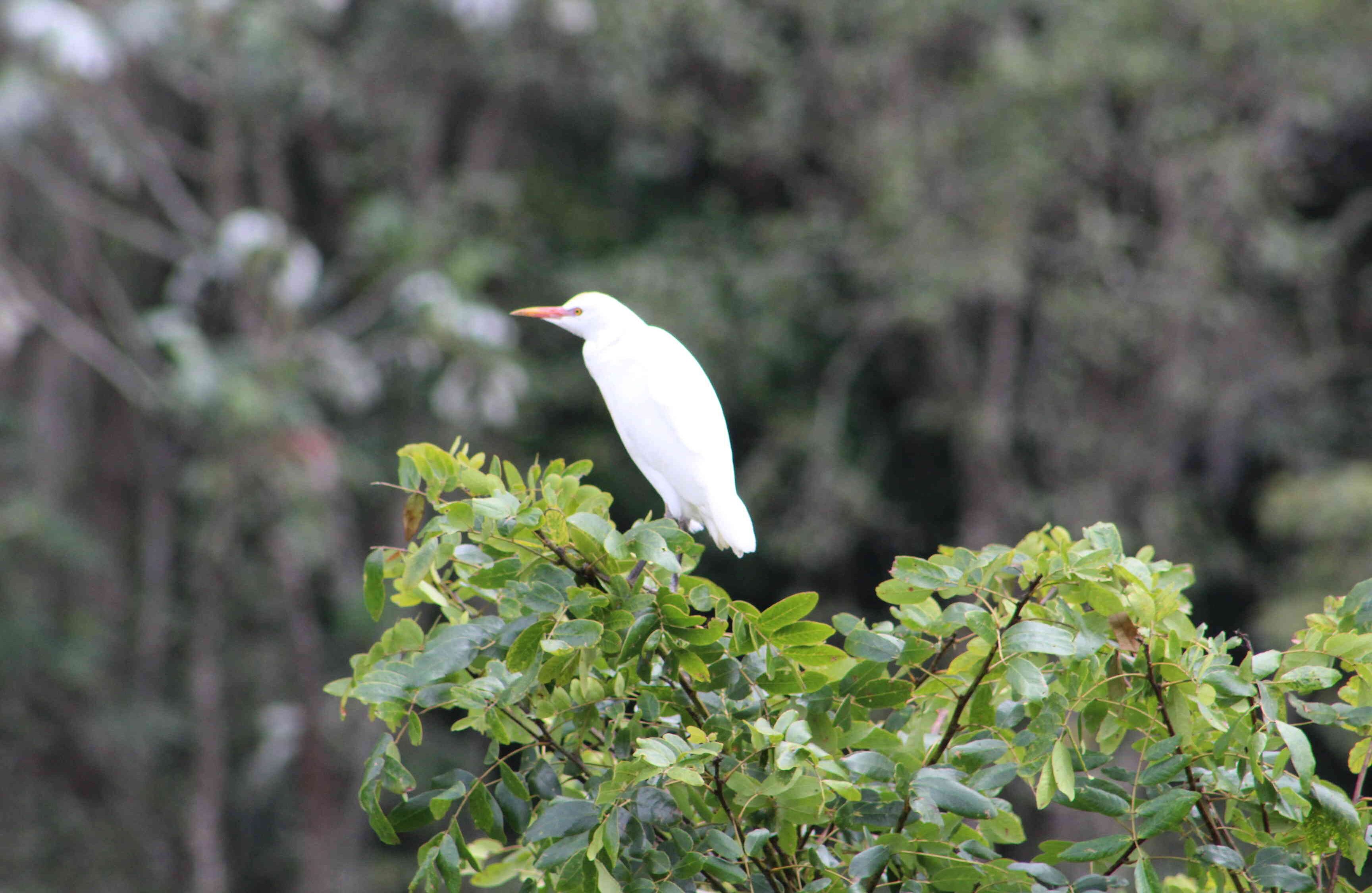 El 93 por ciento de la flora de la reserva es nativa. 