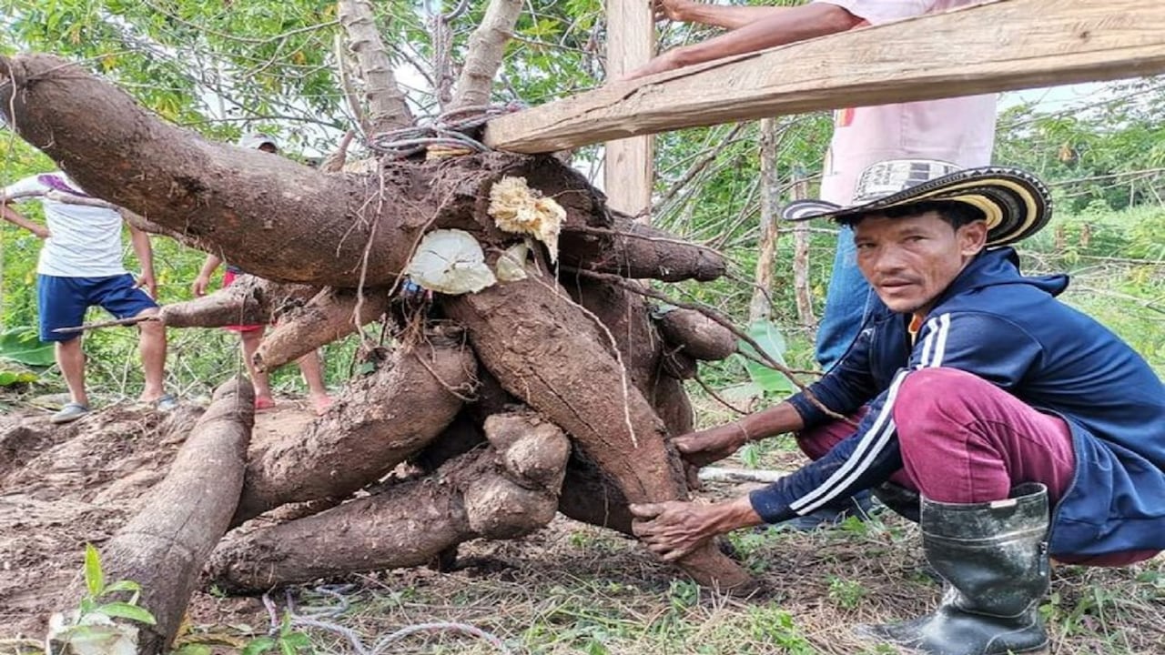 Arcelio ha tenido que solicitar la ayuda de varios familiares y amigos para poder extraer las tres cosechas de yuca gigante del suelo, cargarla y hasta pesarla para conocer su valor final.