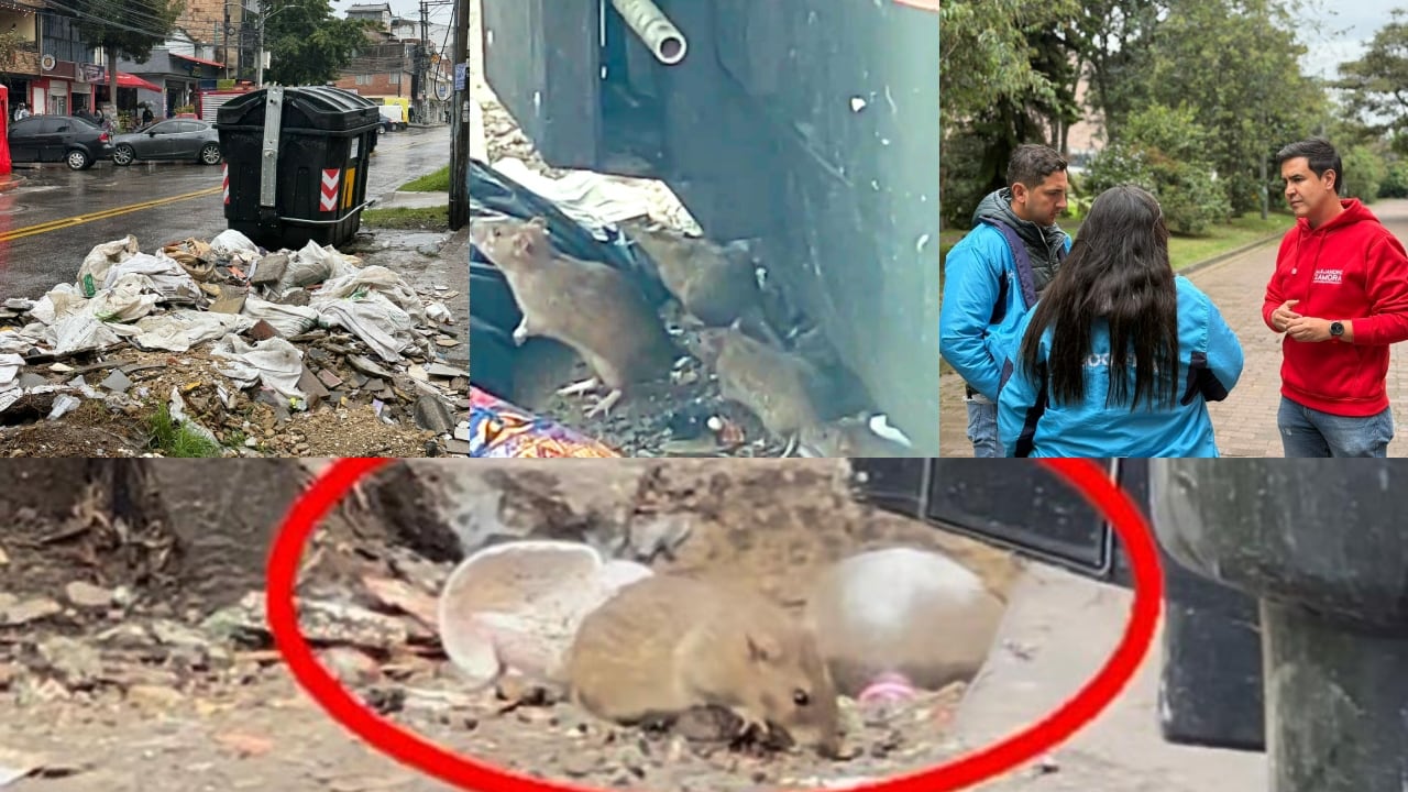 Proliferación de ratas en Bogotá.