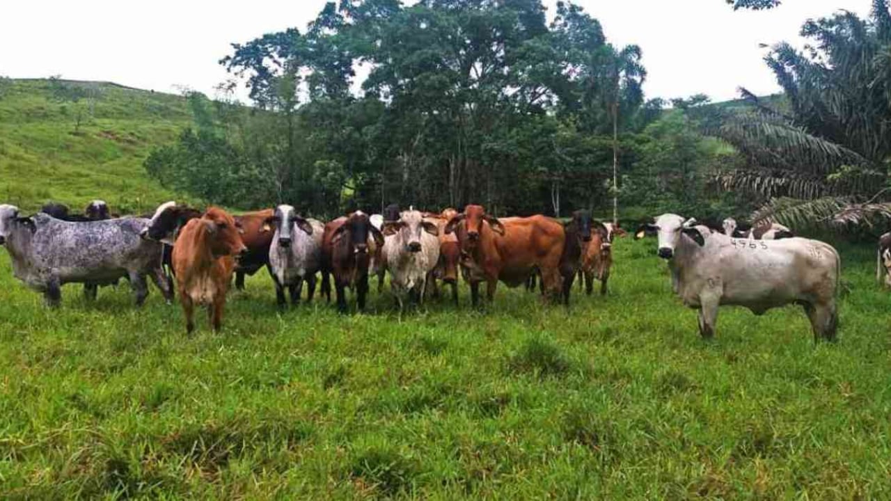 La ganadería extensiva es uno de los principales motores de la deforestación en Colombia. Foto: Universidad Nacional.
