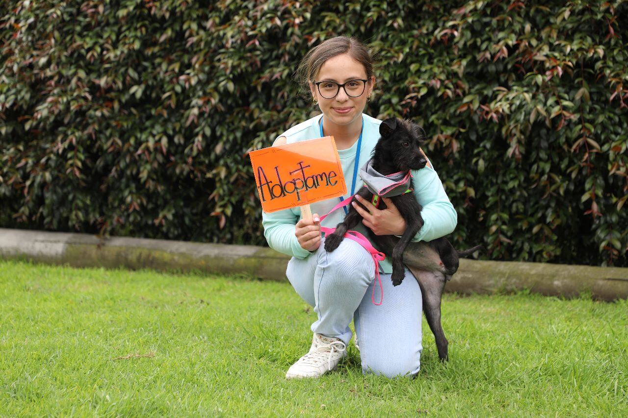 Los animales que están en adopción fueron rescatados por el IDPYBA.