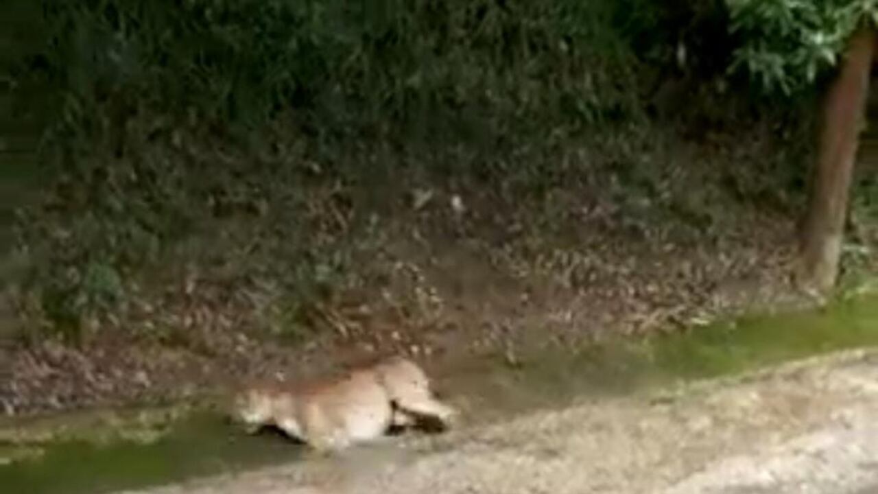 Choque entee puma y motociclista