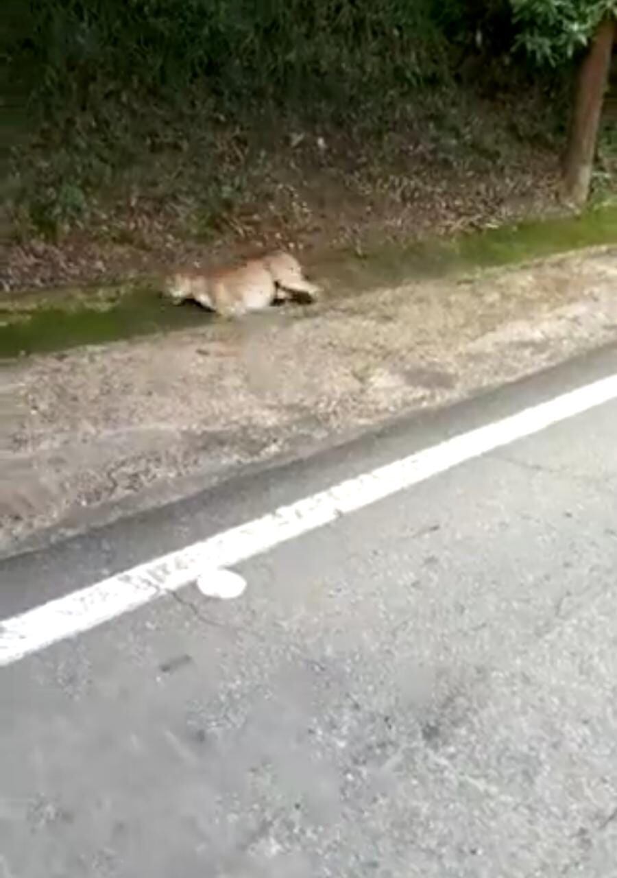 Choque entee puma y motociclista