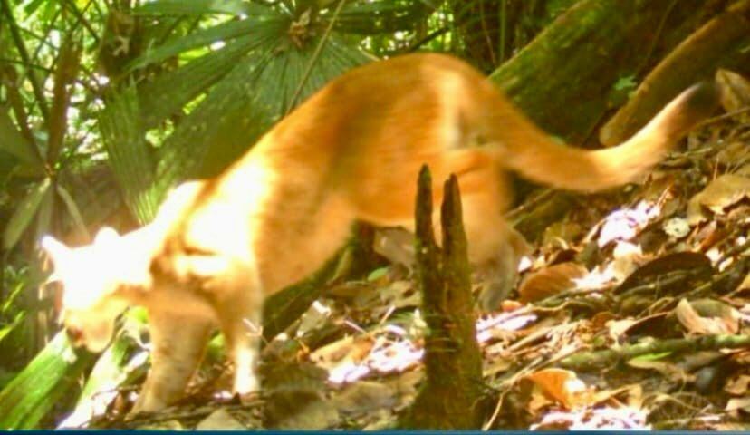 Puma avistado en Bahía Málaga.