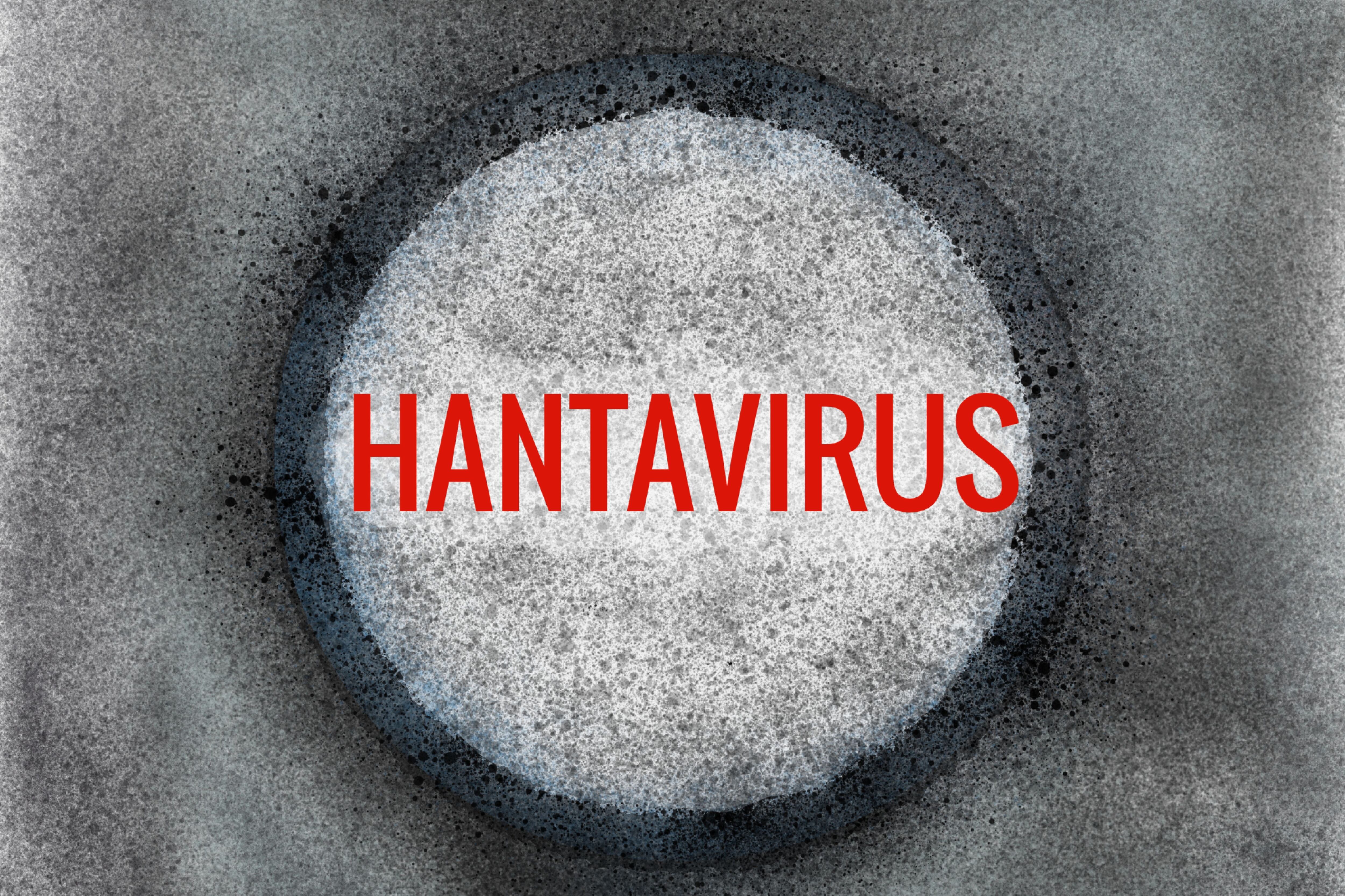hantavirus y su relación con roedores, principales transmisores de esta infección viral.