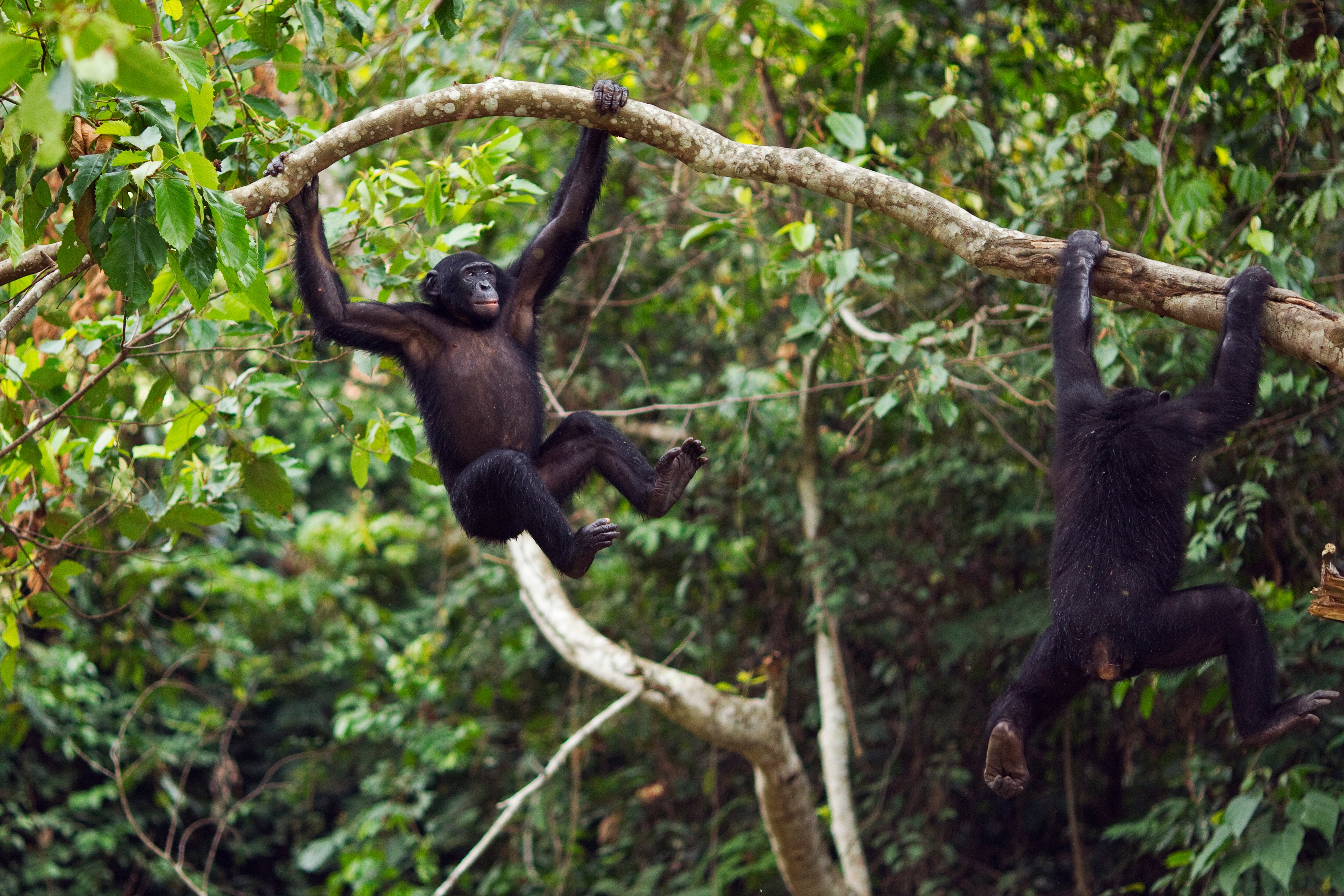 El personal intentó hacer todo lo posible para ayudar, pero no pudo hacer nada para evitar lo que Loles Carbonell describió como una "situación desgarradora".