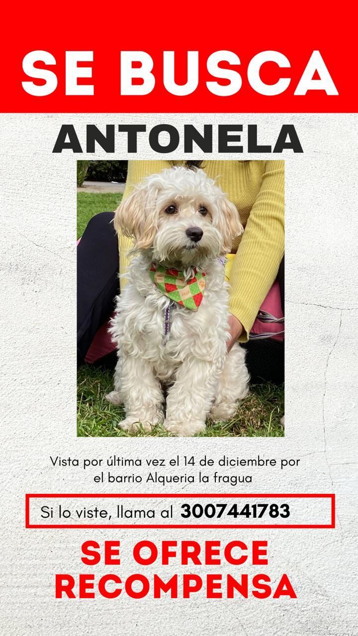 La familia ofrece una recompensa por su rescate.