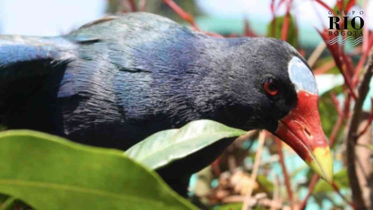 Esta ave, cuyo hábitat natural se encuentra en los pantanos y zonas húmedas de América, se acerca a la capital entre noviembre y marzo. Foto: Secretaría Distrital de Ambiente.