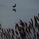Un ecosistema que parecía conocido ocultaba una especie nunca vista.