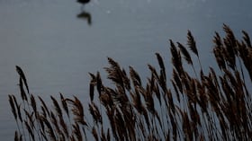 Un ecosistema que parecía conocido ocultaba una especie nunca vista.