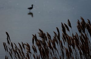 Un ecosistema que parecía conocido ocultaba una especie nunca vista.