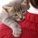 Entre las muchas oportunidades de empleo que se presentan a diario, una en particular ha causado sensación: la posibilidad de ganar una suma considerable de dinero por un día de mimos felinos en Florida.